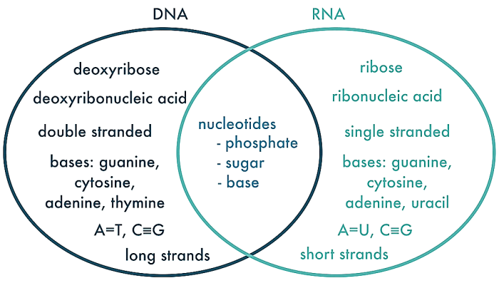Rna venn similarities acid mrna trna expii sugar genetic deoxyribose chromosomes