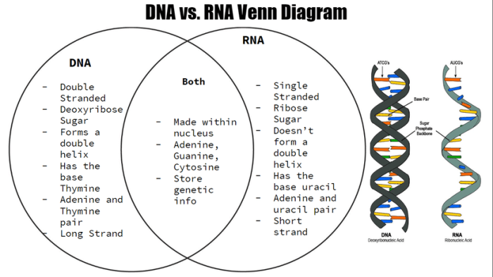 Venn diagram dna and rna