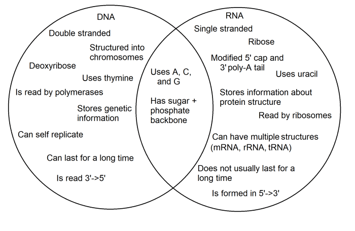 Venn mitosis meiosis rna comparing transcription similarities key studying housview