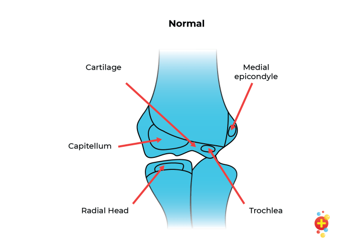 Knuckle-like process at the end of a bone: