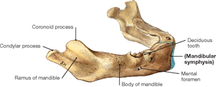 Knuckle-like process at the end of a bone: