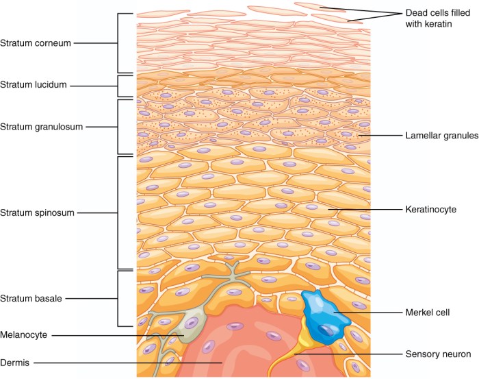 Skin integumentary system anatomy kulit structure anatomi dan layers dermis physiology many bits pieces body human search yahoo