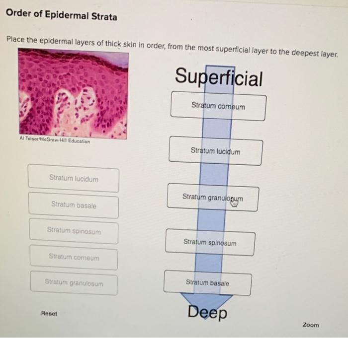 Skin integumentary system anatomy kulit anatomi structure dan layers dermis physiology many body bits pieces human search yahoo its abdomen