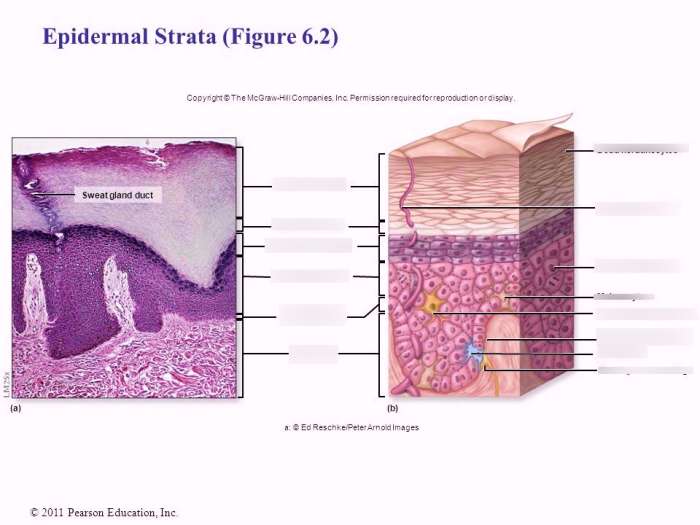 Match the letter with the epidermal strata.