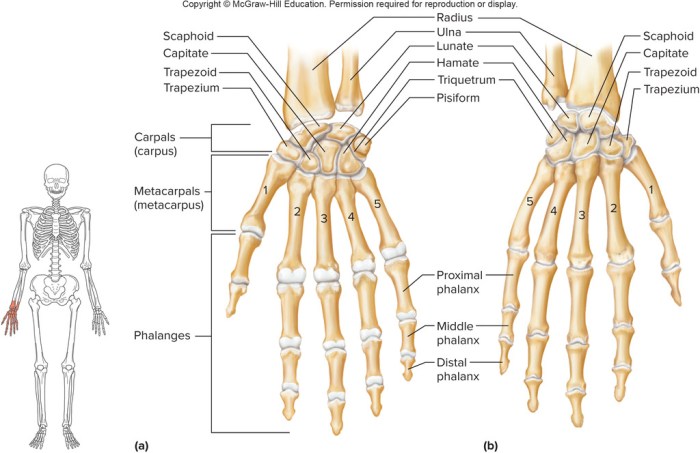 Superficial muscles anterior view answer key