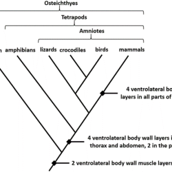 Cladogram animals vertebrate living tree vertebrates evolution family biology figure build diversity life schoolbag info