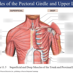 Superficial muscles anterior view answer key