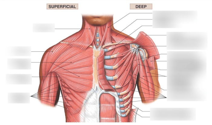 Superficial muscles anterior view answer key