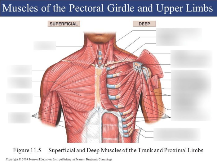 Superficial muscles anterior view answer key