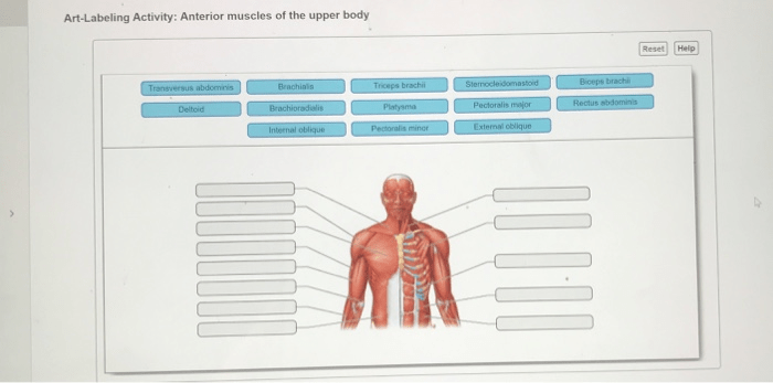 Muscles flashcards unlabeled notecards anterior easynotecards torso physiology