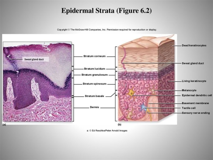 Match the letter with the epidermal strata.