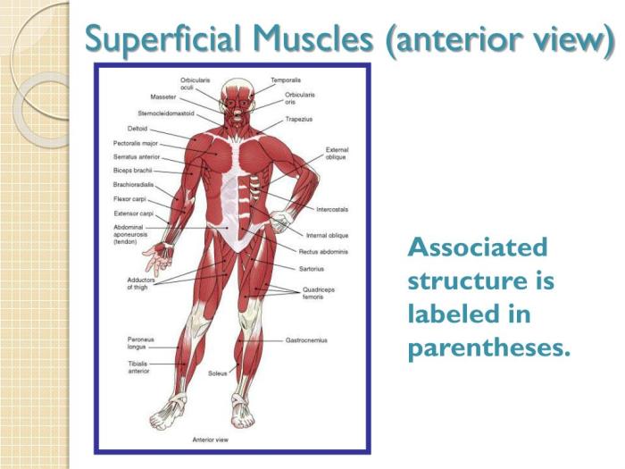 Superficial muscles anterior view answer key